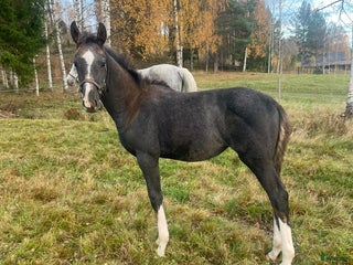 Hoppning hästar till salu: Stoföl e. Special One - Cartier i Saxdalen - Annons 2