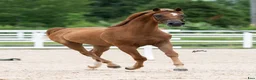 Allround hästar till salu: Naples Castella Melody 1 år - Annons 1