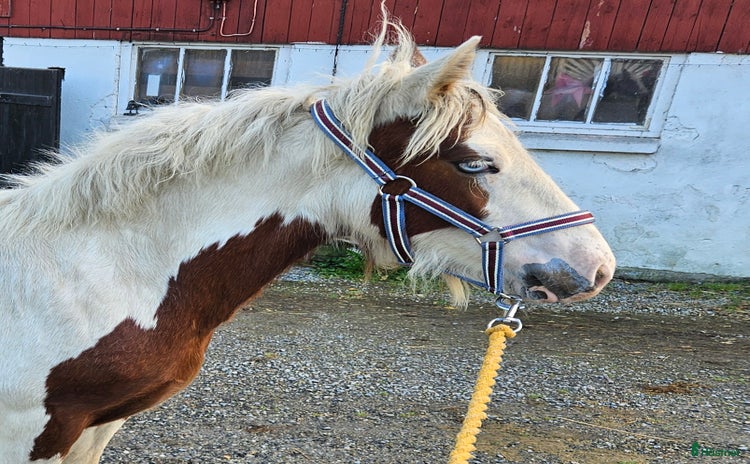  hästar i Närkesberg - Annons 6