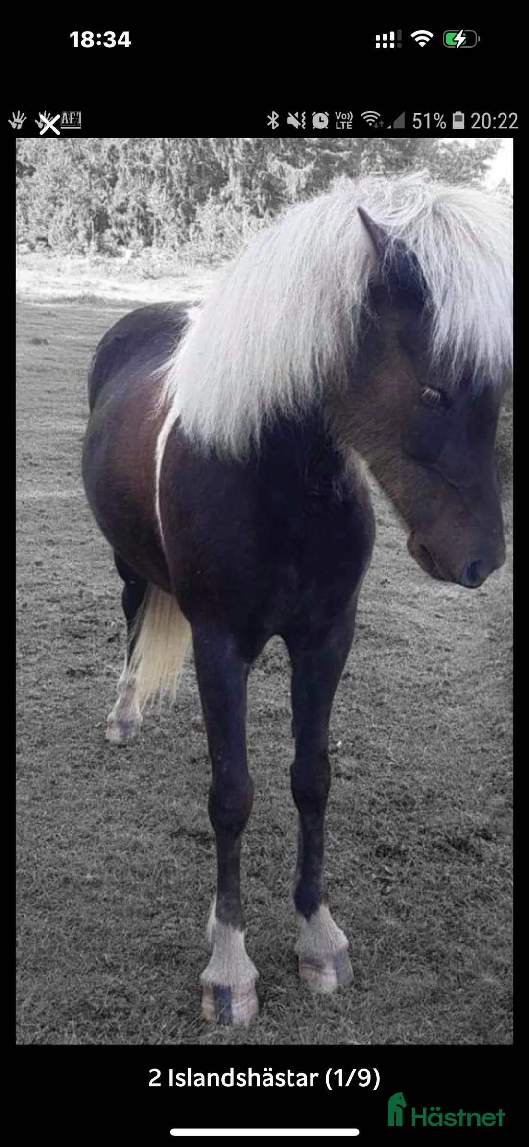 Island hästar till salu: Hrina från Bengterud - Annons 1