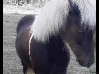 hästar Hrina från Bengterud - Annons 13
