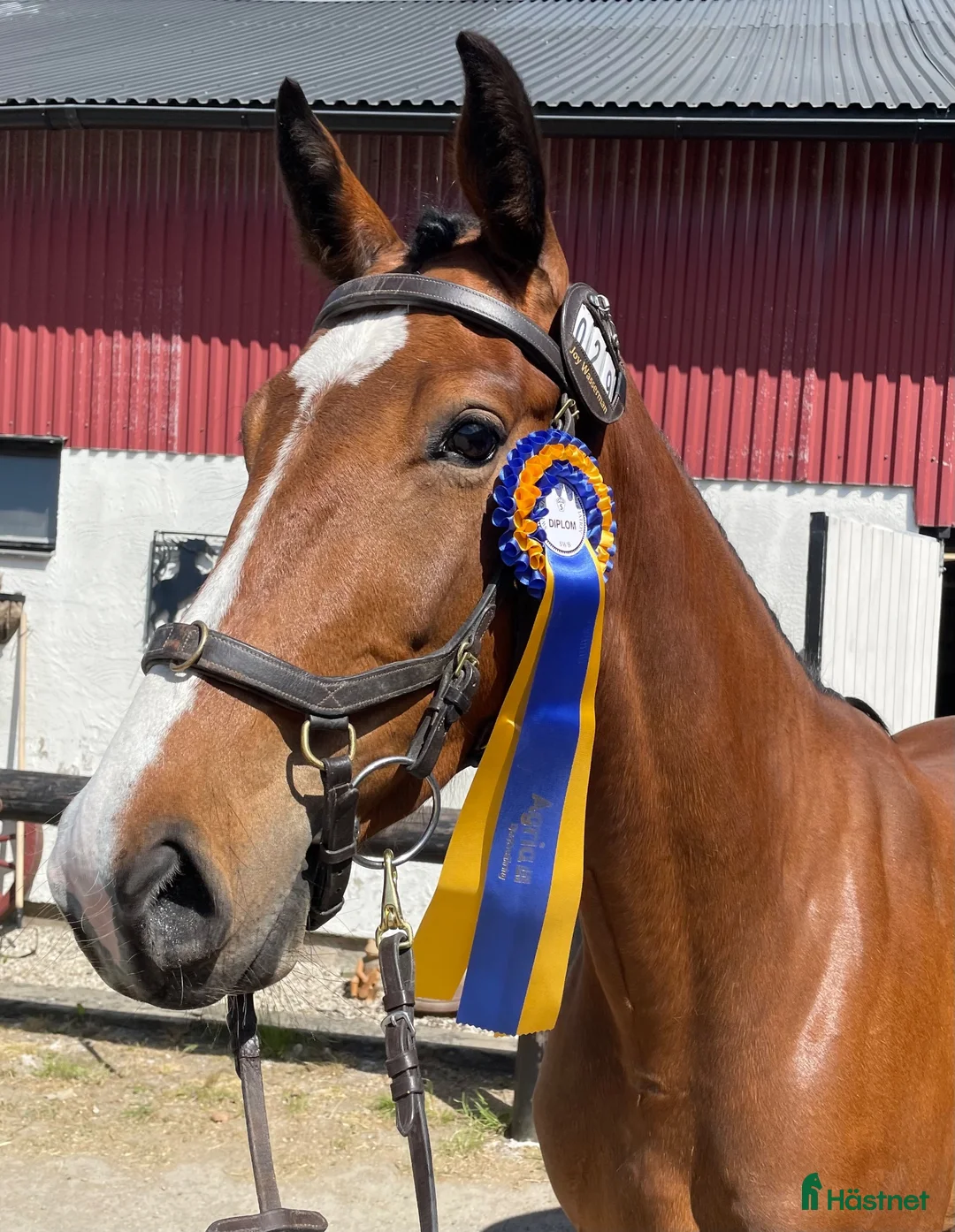 Hoppning hästar till salu: Fin 4-åring  - Annons 1