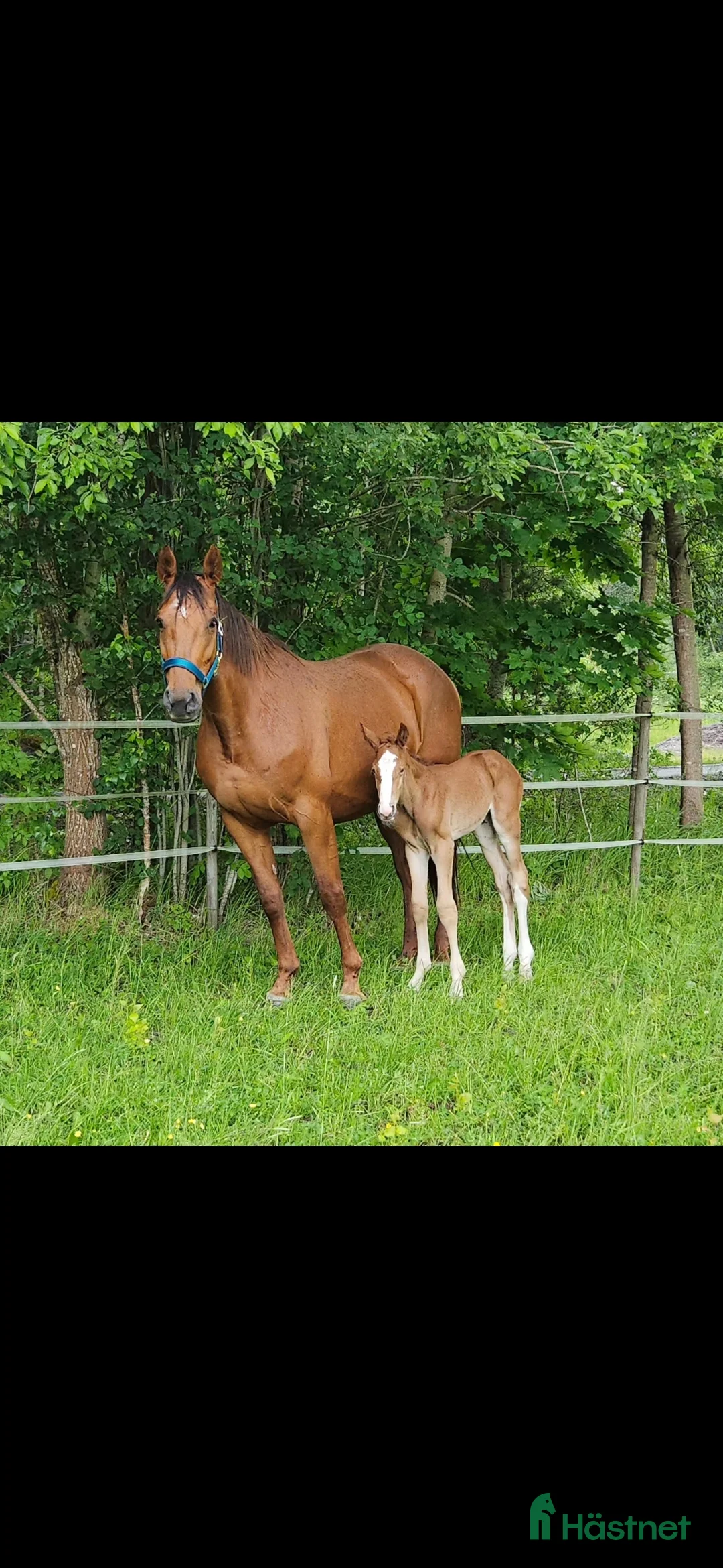 Allround hästar till salu: Leonore f. 2016 i Sköldinge - Annons 5