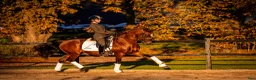 Dressyr hästar till salu: Top FEI pony  - Annons 19