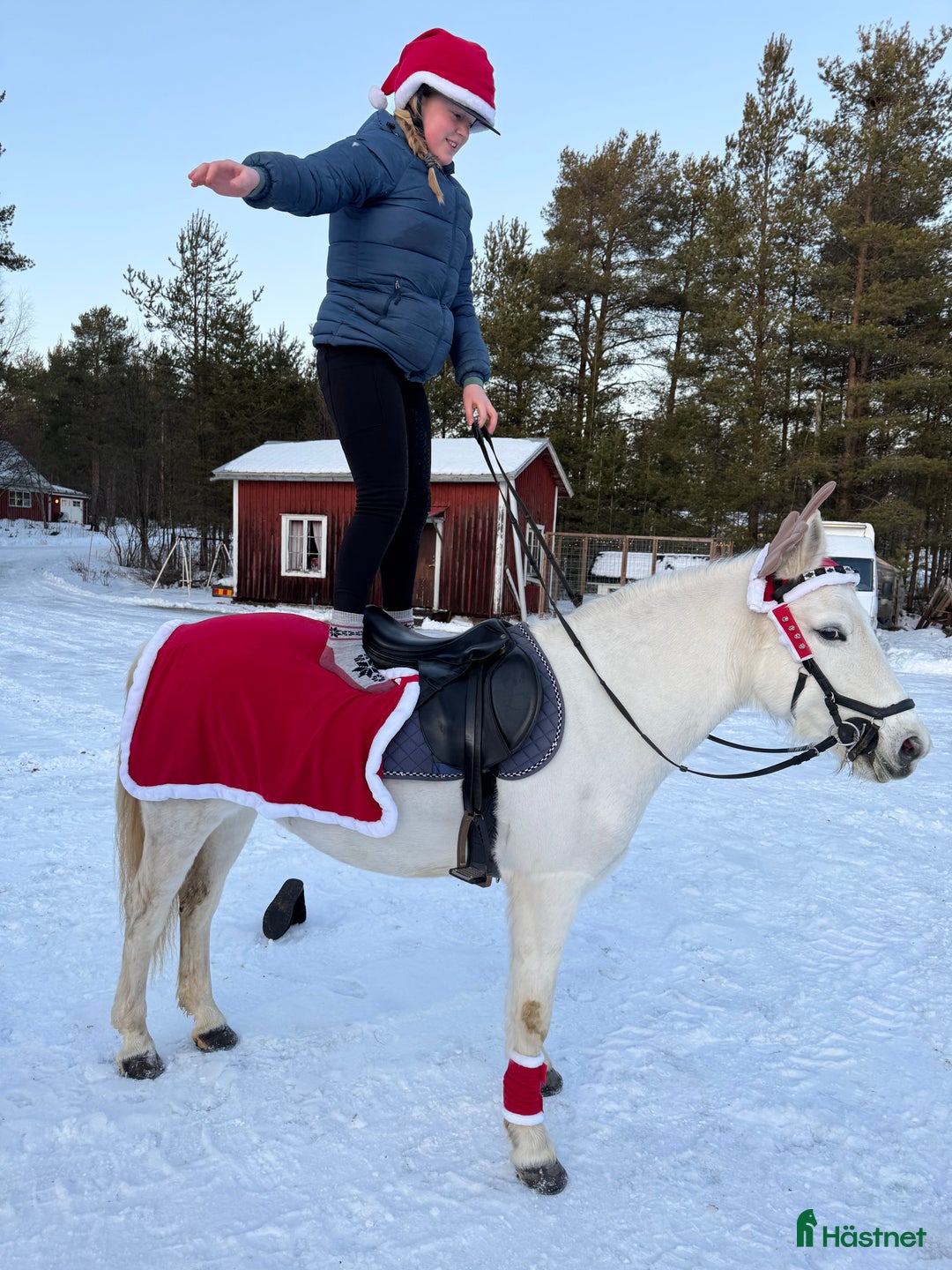 Allround hästar till salu: En bästa kompis  i Sangis - Annons 2