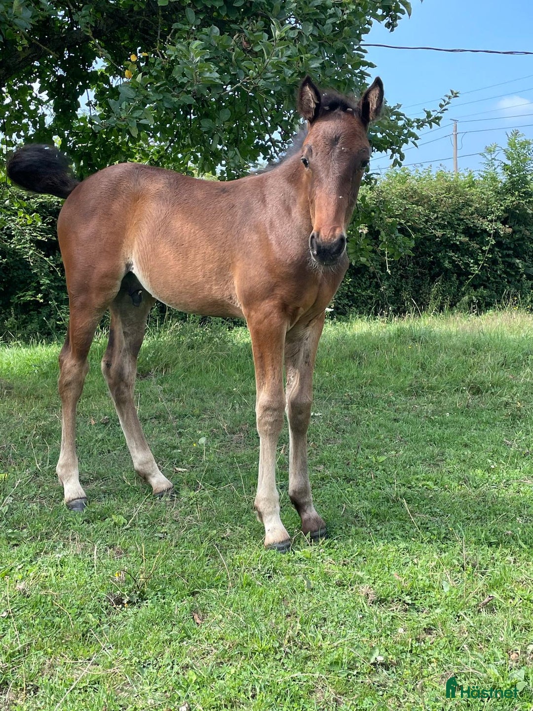 Trav hästar till salu: Ett dräktigt fölsto och ett tomt i Frankrike  i Sundsvall - Annons 2