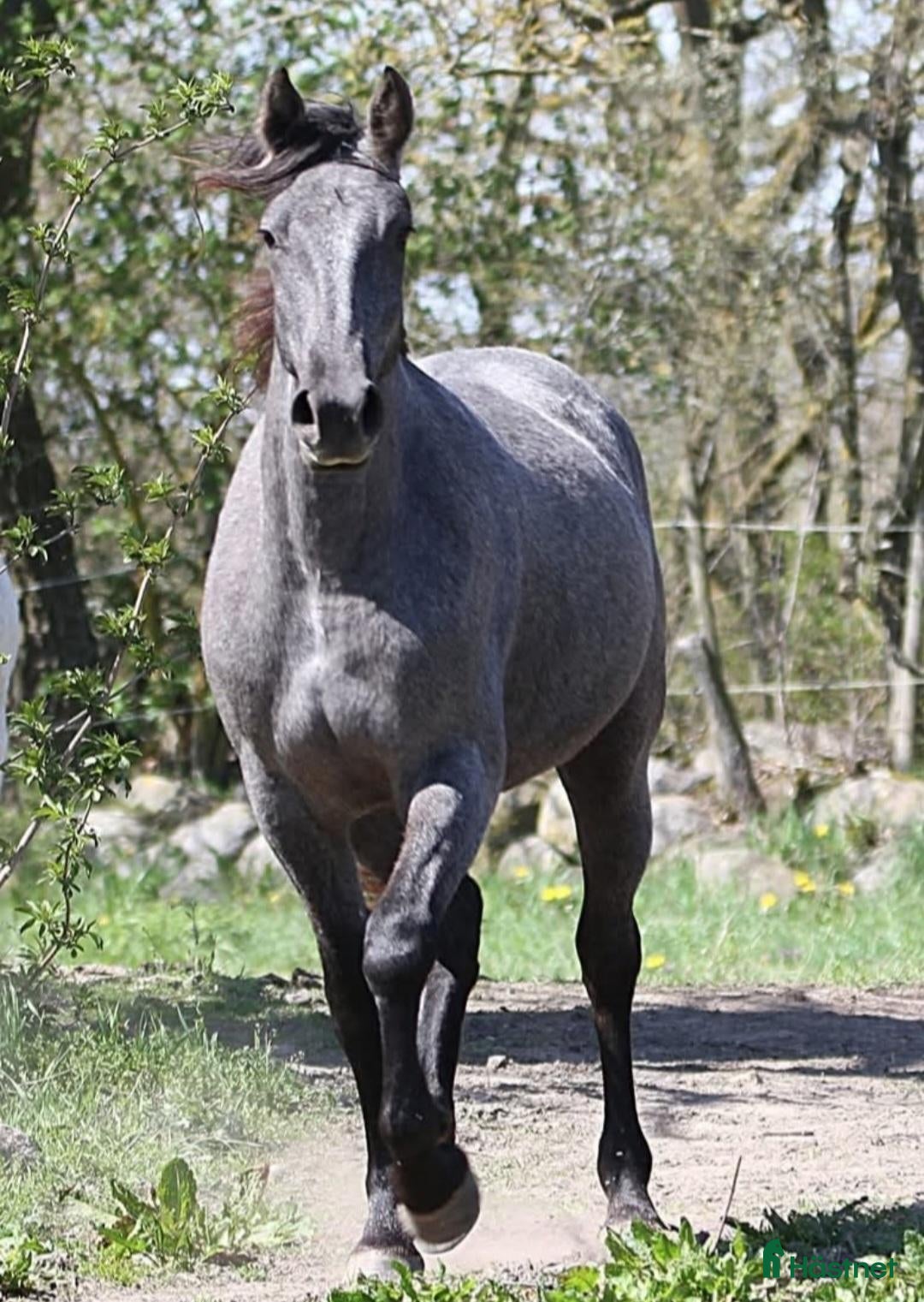  hästar Friesermix - Annons 1