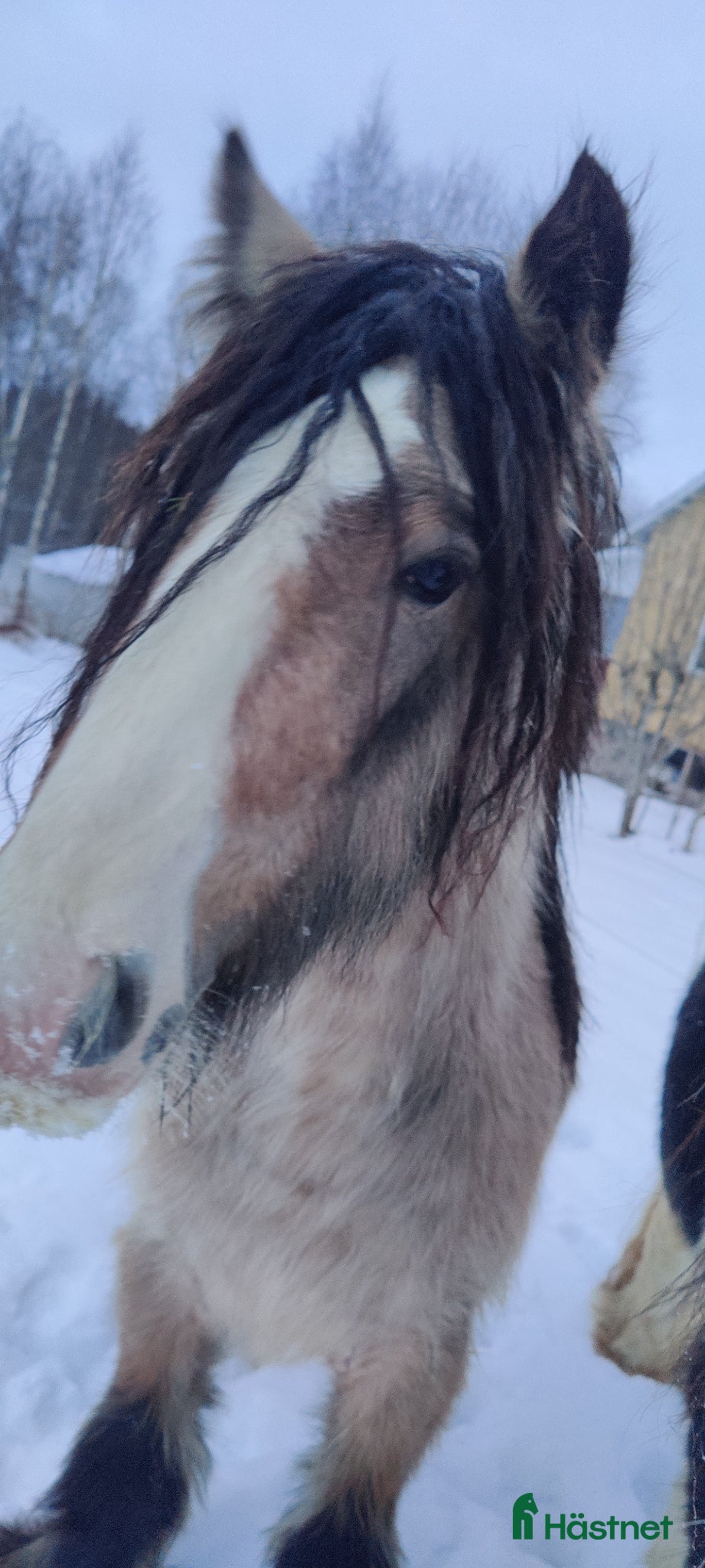  hästar Gulbrun grabb - Annons 18