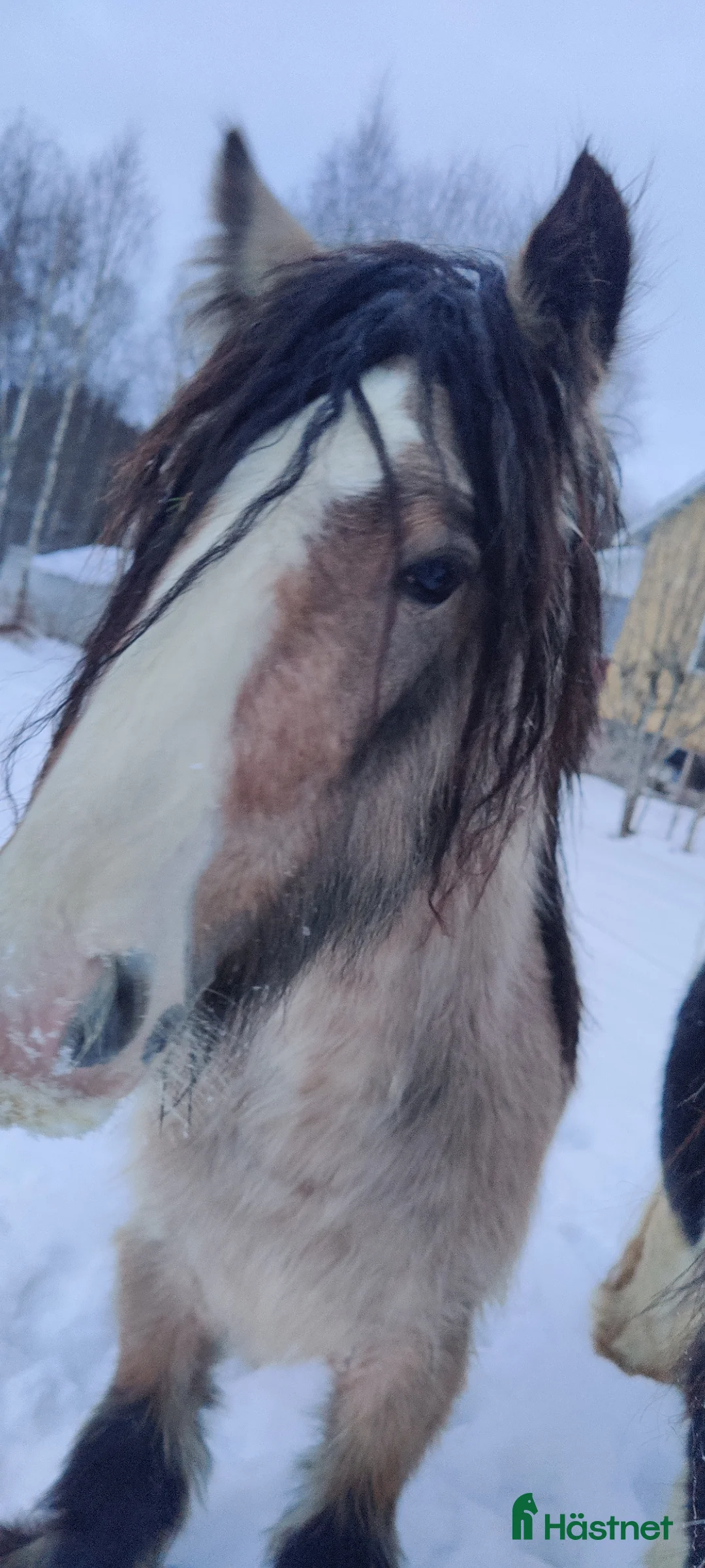 Övrigt hästar till salu: Gulbrun grabb - Annons 1