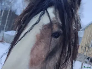 hästar Gulbrun grabb - Annons 18