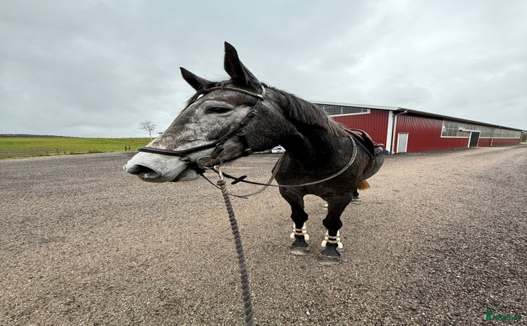  hästar i Strömstad - Annons 8