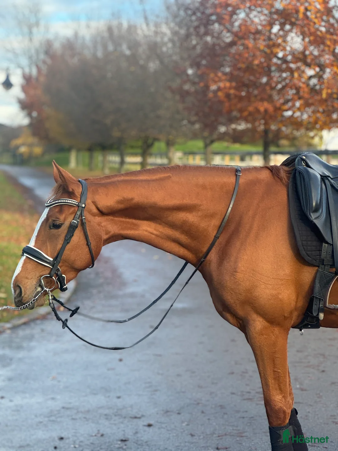 Fälttävlan hästar till salu: Talentfull 3 år gammel sto i Drammen - Annons 2