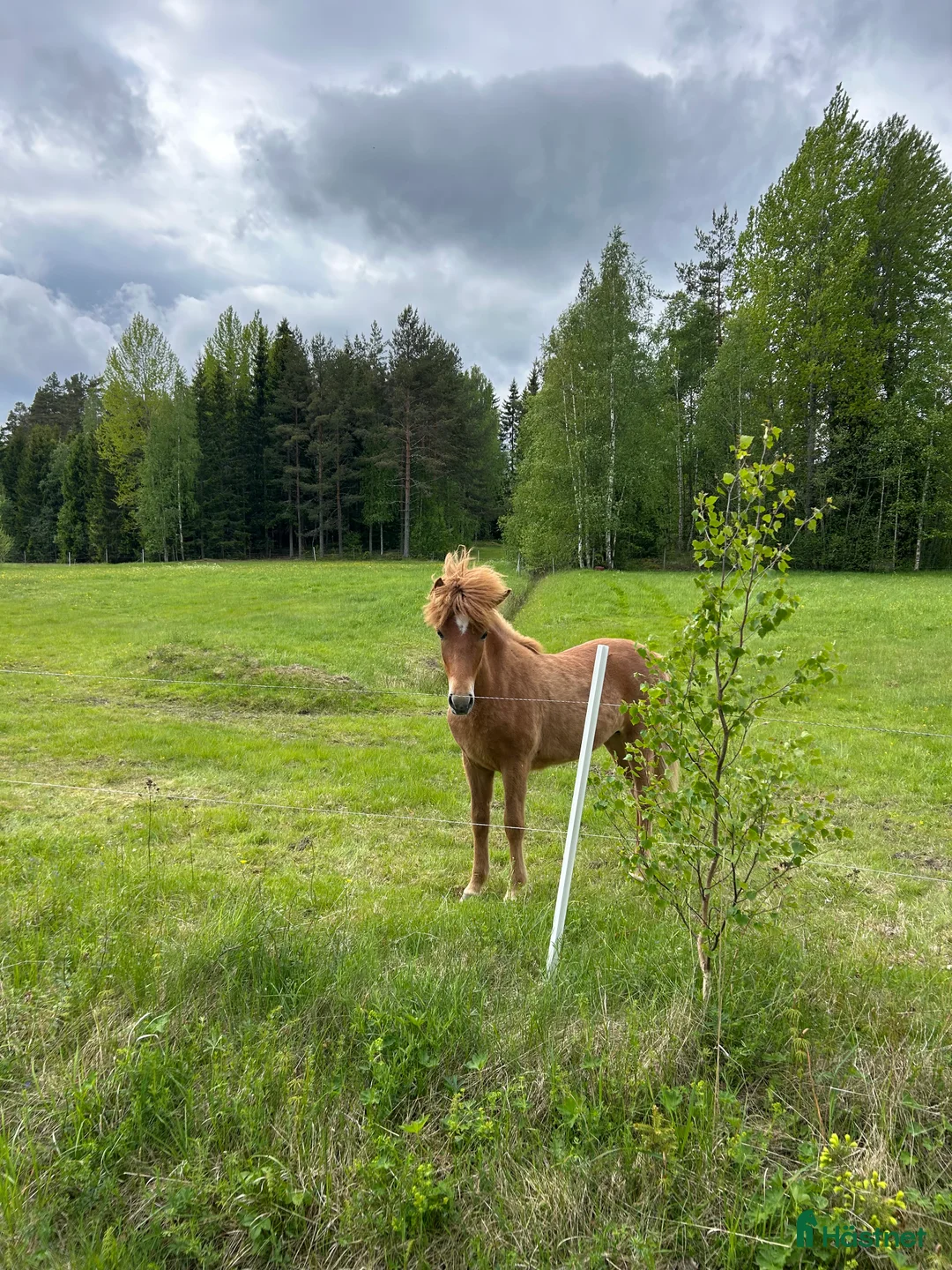 Island hästar till salu: Sto med spännande stam i Lindesberg - Annons 3
