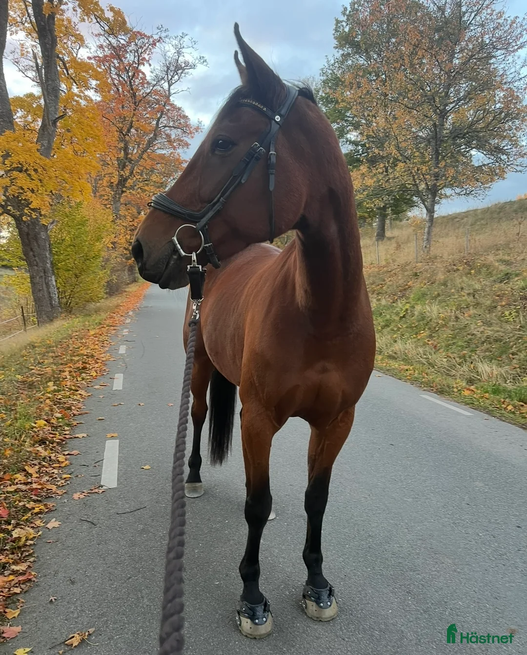 Övrigt hästar till salu:  Fint varmblod söker nytt hem  - Annons 3