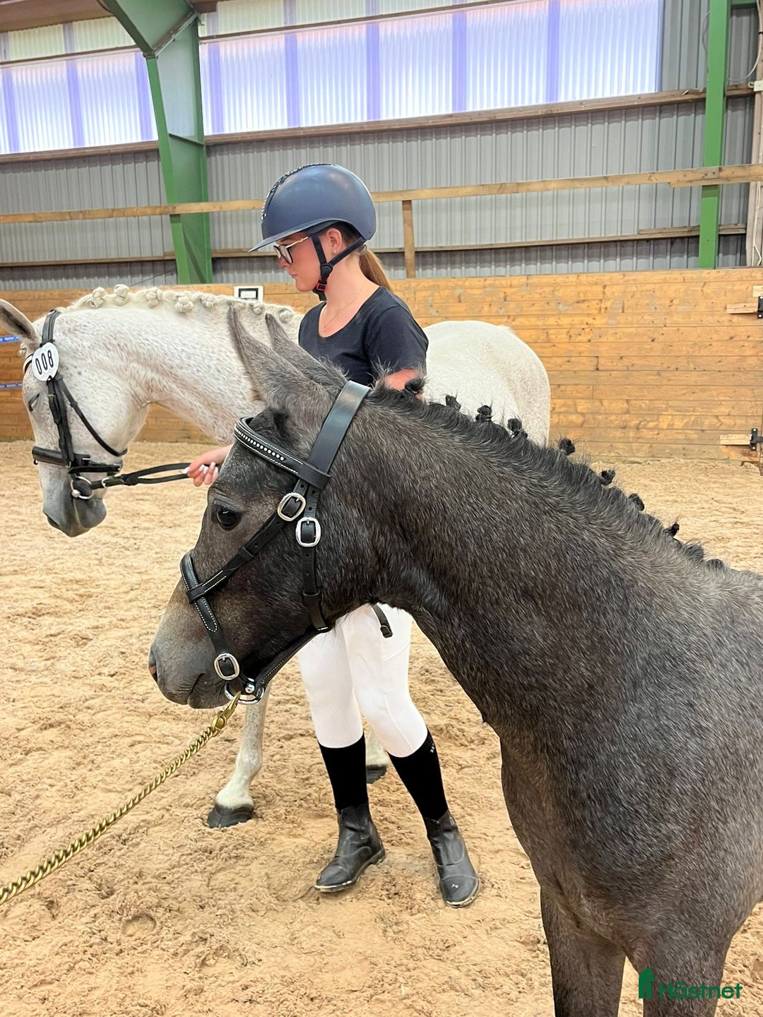 Allround hästar till salu: Ridponnyföl med stor utvecklingspotential i Svenljunga - Annons 4