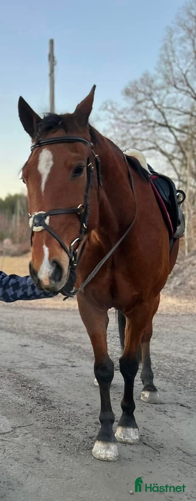  hästar Allround varmblod  - Annons 5