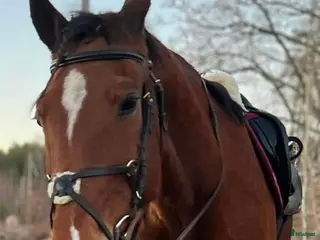 hästar Allround varmblod - Annons 5