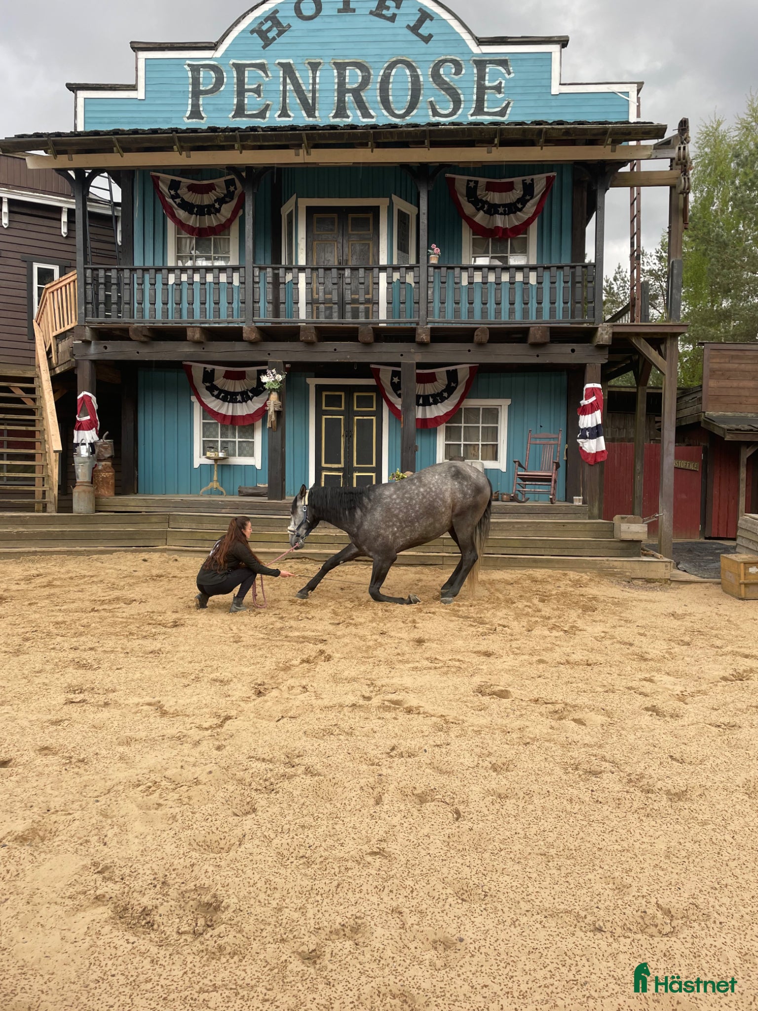  hästar Lusitano for sale  - Annons 4