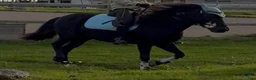  medryttarhäst finnes: Två B-ponnyer söker sina nya bästisar! 🐴✨ - Annons 11