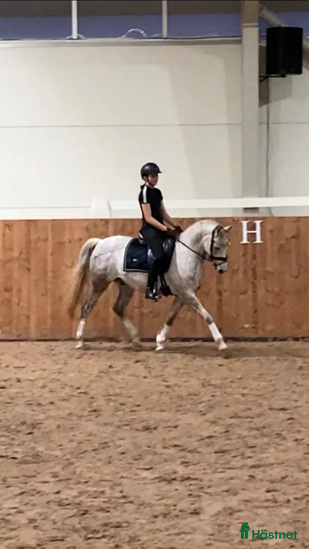Dressyr hästar till salu: Dubbeltalang med utstrålning - Annons 5