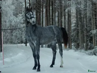 hästar 2 åring för framtiden - Annons 17