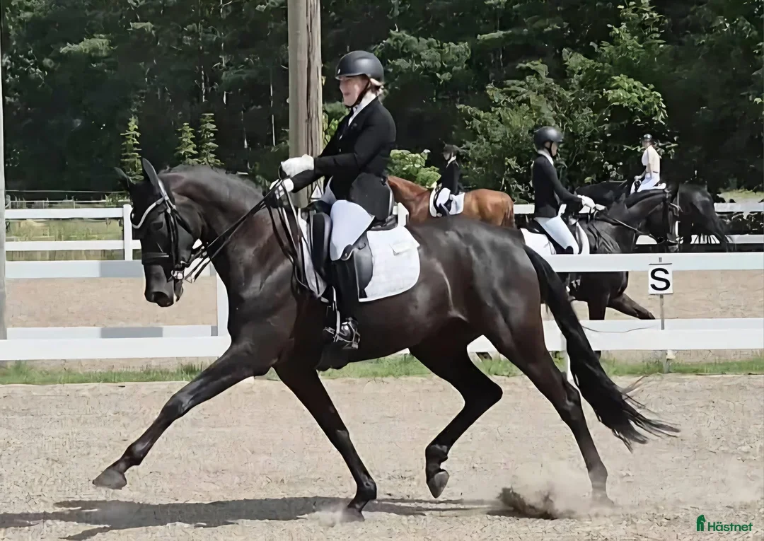 Dressyr hästar till salu: Grand Prix prospect  i Viborg - Annons 3