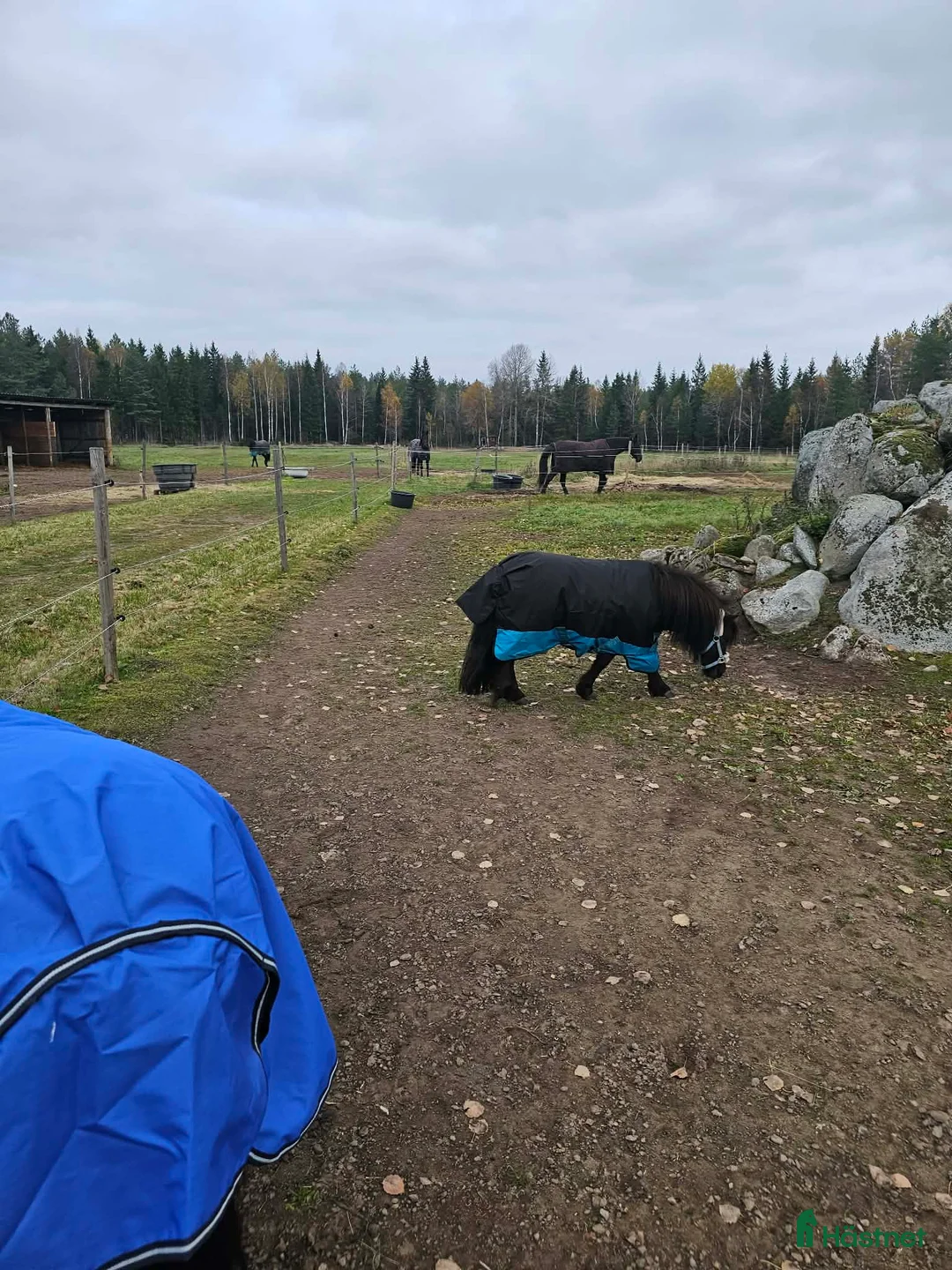 Allround hästar till salu: Shetlandskille i Ulrika - Annons 2