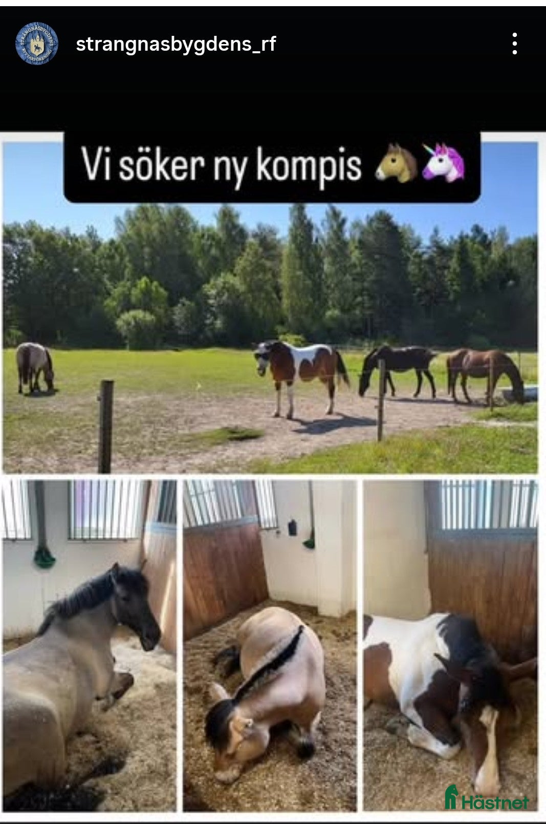  hästar Har du vår nästa stjärna? - Annons 12