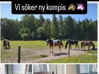 hästar Har du vår nästa stjärna? - Annons 12