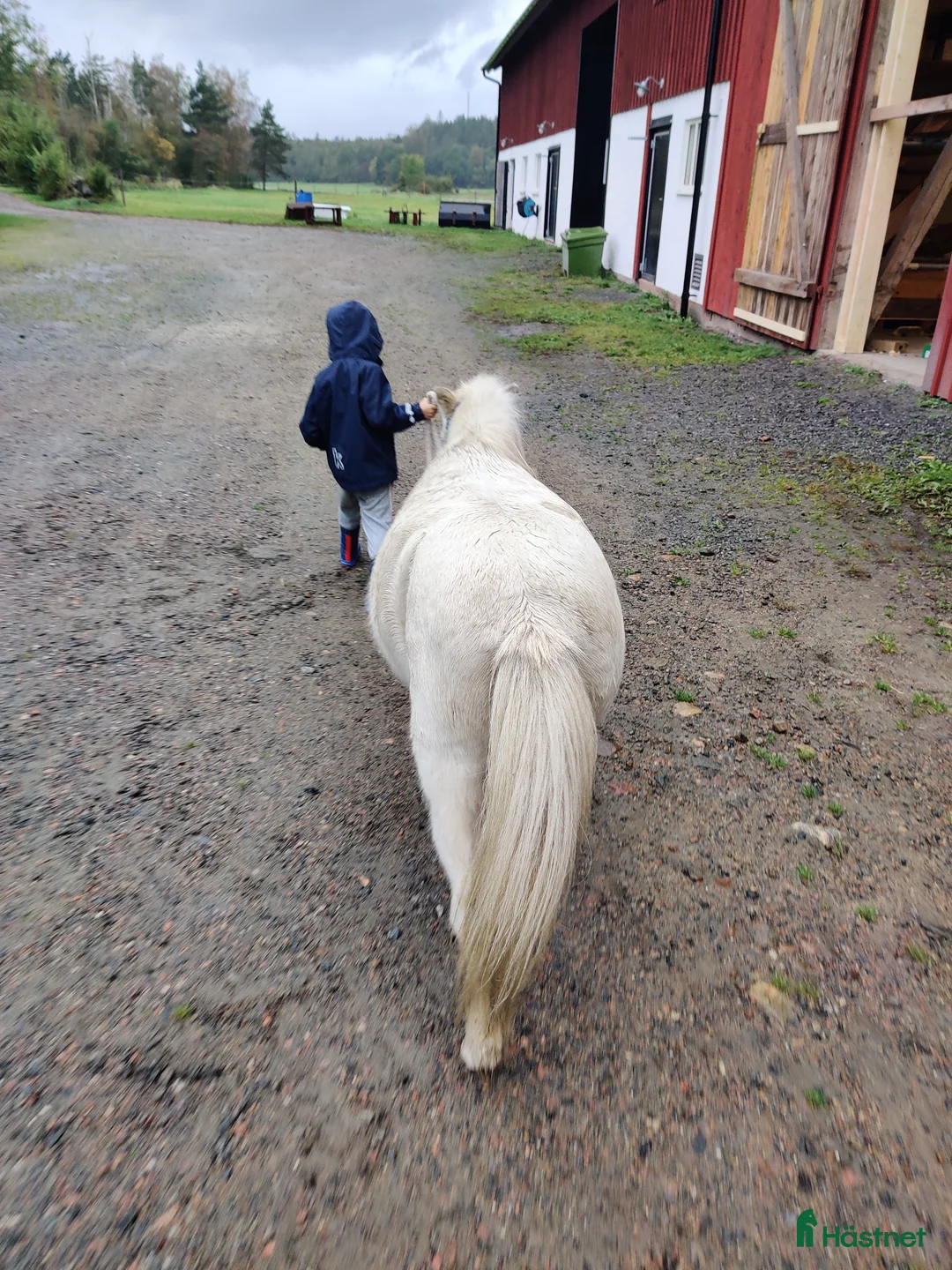 Allround hästar till salu: Världens bästa Mickie i Veddige - Annons 7