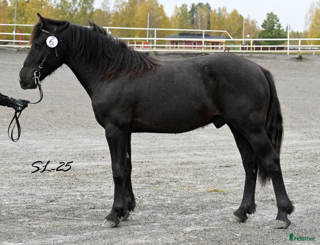 Trav hästar till salu: Fin inkörd 1-åring säljes! i Ramvik - Annons 1