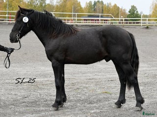 hästar Fin inkörd 1-åring säljes! i Ramvik - Annons 5