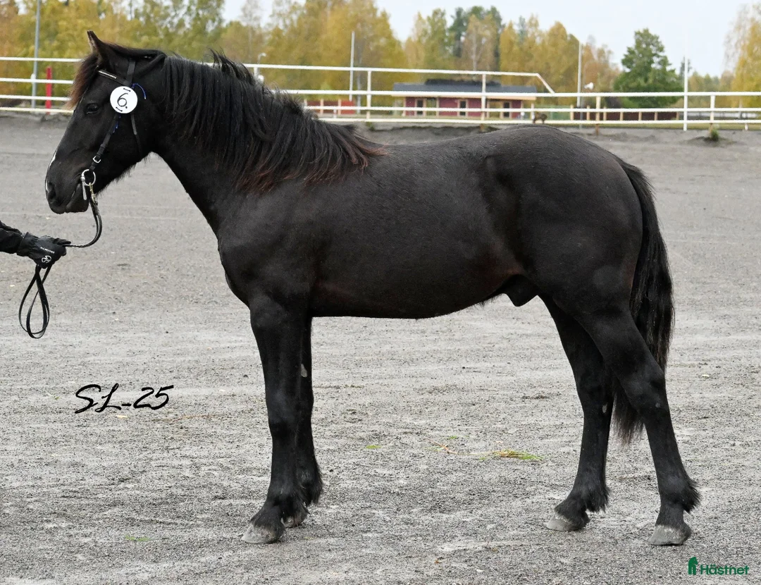 Trav hästar till salu: Fin inkörd 1-åring säljes! i Ramvik - Annons 1