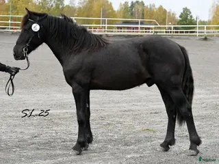 hästar Fin inkörd 1-åring säljes! i Ramvik - Annons 11