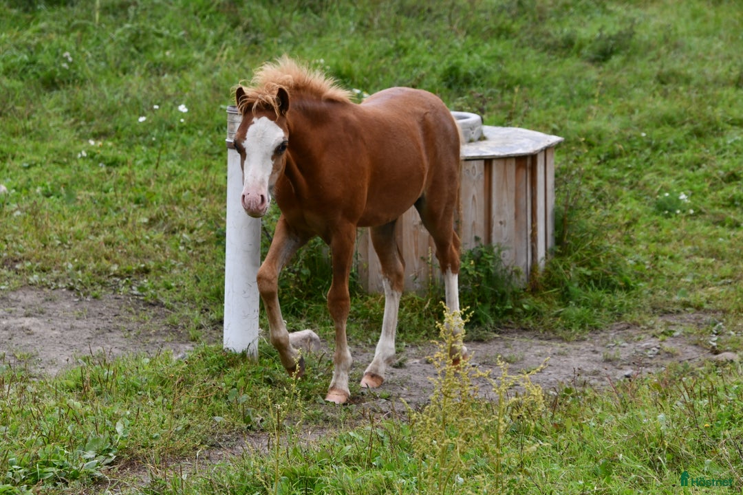 Allround hästar till salu: Ett föl som fångar blicken direkt.  i Nyköping - Annons 16