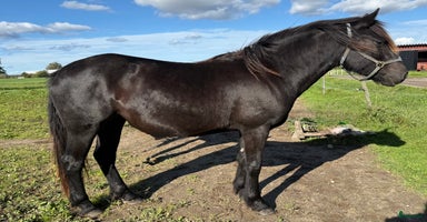  hästar i Borlänge - Annons 1