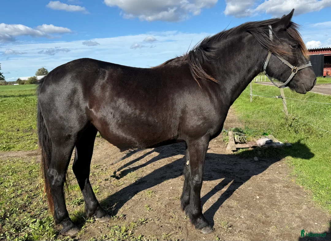 Allround hästar till salu: Inkört kallblodssto i Borlänge - Annons 2