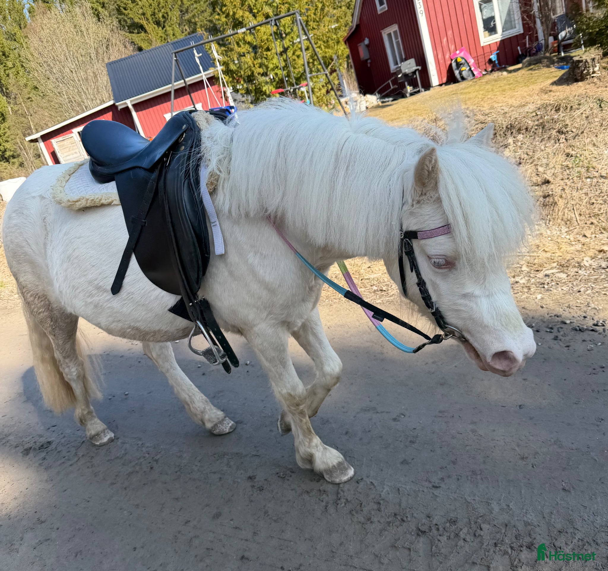  hästar Perfekt blivande barnponny  - Annons 2
