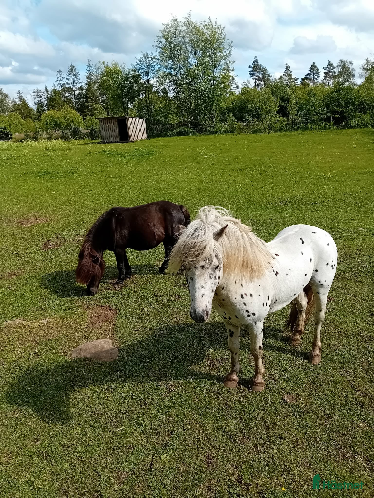  hästar Söt Hingst i Össjö - Annons 4