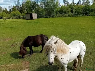 hästar Söt Hingst i Össjö - Annons 13