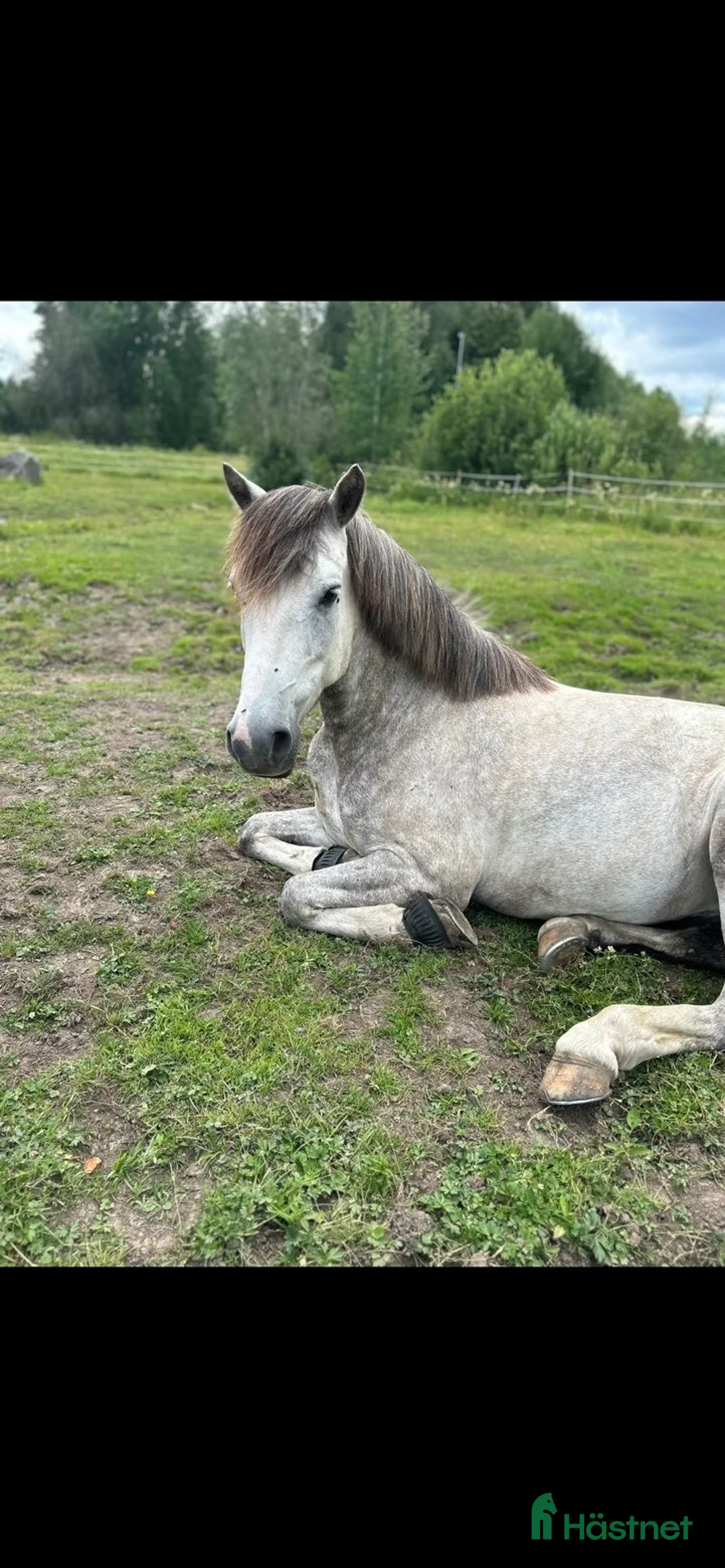 Allround hästar till salu: Talangfull C-ponny med kapacitet för högre klasser i Kungsgården - Annons 3
