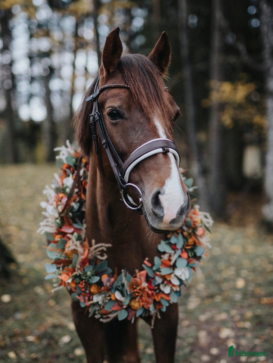 Allround hästar till salu: Ljuvligt fux-sto - en riktig prinsessa! D-ponny i Tidaholm - Annons 1