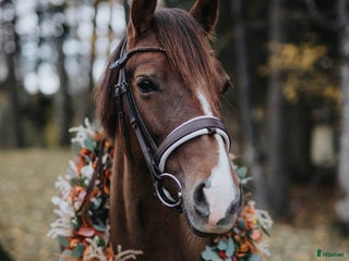 hästar Ljuvligt fux-sto - en riktig prinsessa! D-ponny i Tidaholm - Annons 5