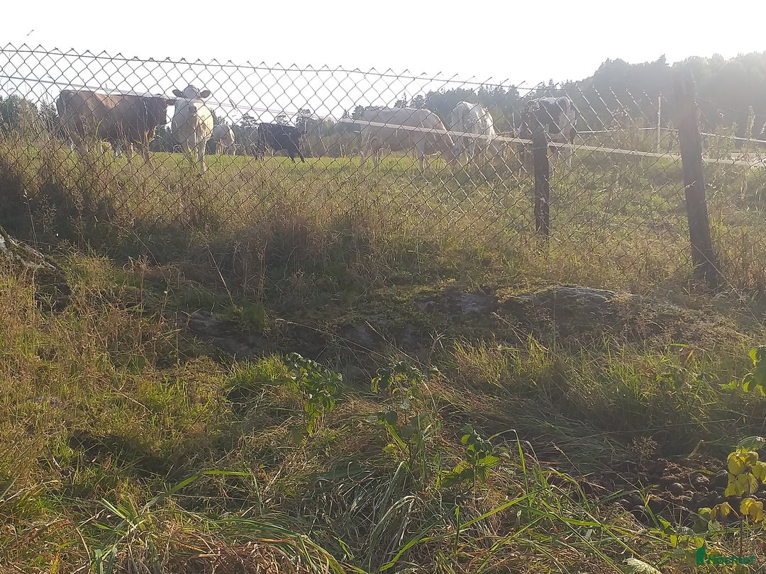  foderhäst finnes: Hästskötare..med bil Vårgårda i Alingsås - Annons 1