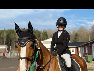 hästar i Norrköping - Annons 32