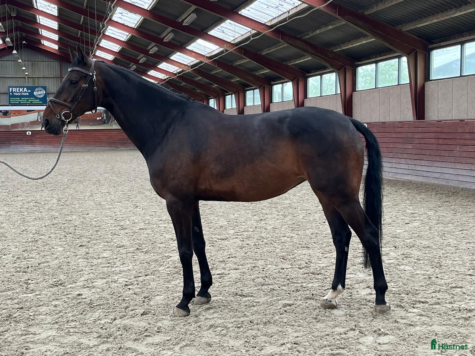  hästar Häftigt sto med kapacitet  i Gärsnäs - Annons 2