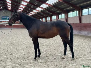 hästar Häftigt sto med kapacitet i Gärsnäs - Annons 2