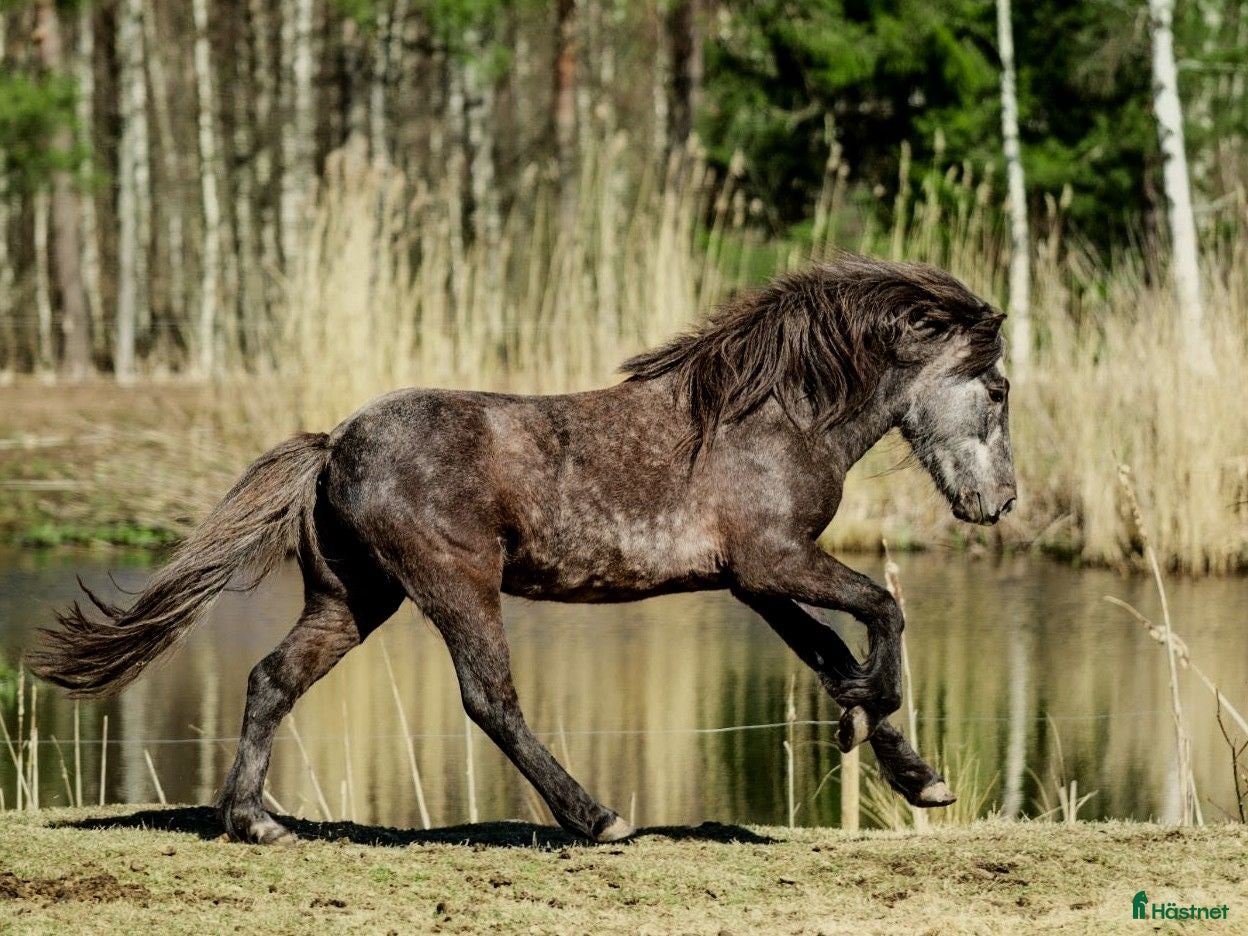 hästar Lovande 3 åring  - Annons 4