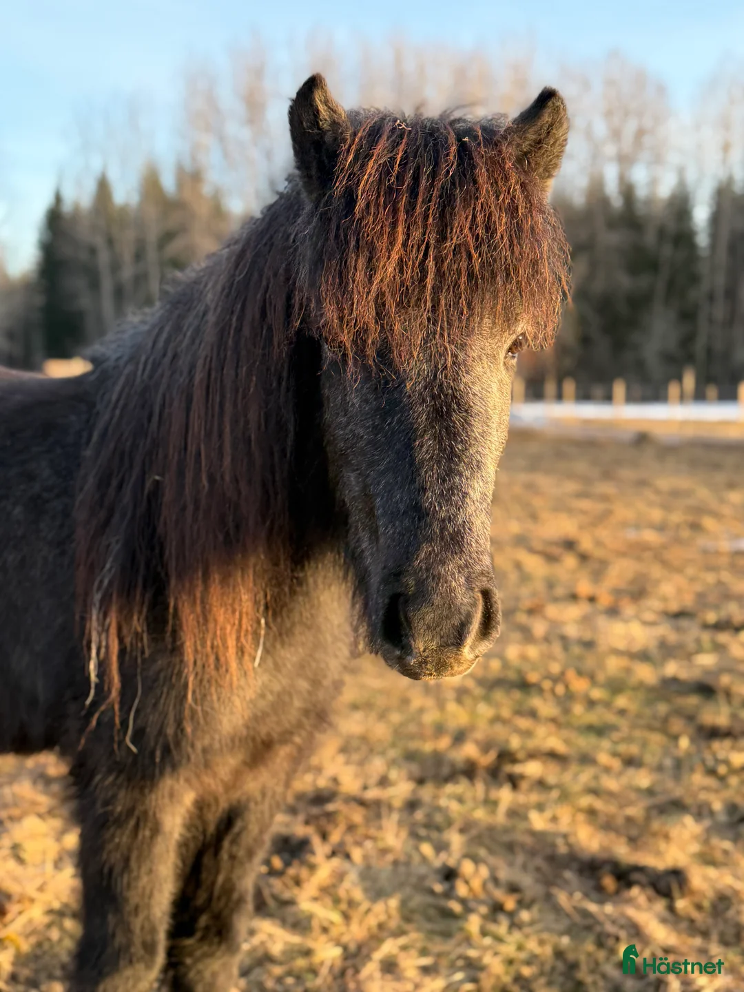 Island hästar till salu: Sött ungsto - Annons 2