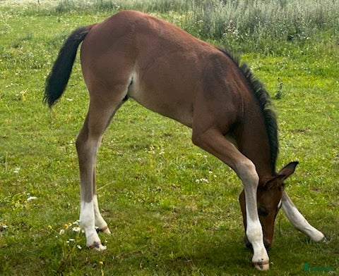  hästar e Hesselhöjs Donkey Boy ue Carlton Hill - Annons 1